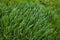 Tall bright lush green grass. Grass texture