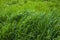 Tall bright lush green grass. Grass texture