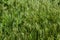 Tall bright lush green grass. Grass texture