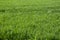 Tall bright lush green grass. Grass texture