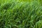 Tall bright lush green grass. Grass texture