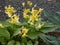 Tall bright yellow daffodils with green leafs growing