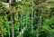 Tall brown and green pine trees in aerial view. lush folige.