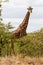 Tall Bull Giraffe
