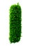 Tall bush isolated,Objects with Clipping Paths