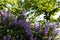 Tall bushes of a lilac on a blurred garden background