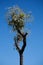TALL CABBAGE TREE AGAINST A BLUE SKY