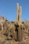 Tall cacti growing on Isla del Pescado