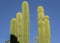 Tall cactus against a blue sky Oaxaca Mexico