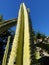 Tall cactus from the Mackay Botanical Gardens