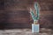 Tall cactus with paper-like spines. Unusual long cactus Tephrocactus articulatus in pot on dark wooden background. Copy space.