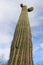 Tall cactus touching the blue perfect sky