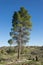 Tall California Meadow Pine