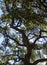 Tall California oak against a blue sku