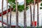 Tall California palm trees outside stone wall building