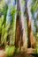 Tall California Redwood trees captured in abstract, vertical pan