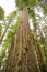 Tall California Redwoods tower to the sky