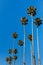 Tall Californian Trees On A Clear Summer Day