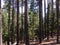 Tall cedar tree forest in swat valley