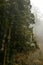 Tall cedar trees of Takachiho forest, Miyazaki, Japan