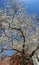Tall Cherry Blossom Tree in Full Bloom in Spring