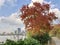 A tall Chinese tallow tree in autumn near the river