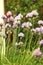 Tall chive herb flowers growing in the garden, vertical