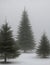 Tall Christmas trees and fog above them. AI Generated