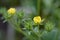 Tall Cinquefoil