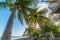 Tall coconut palm trees in Grande Anse in Guadeloupe