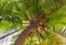 Tall Coconut Tree with Coconuts hanging - From under the tree