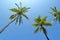 Tall Coconut Trees