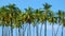 Tall Coconut Trees