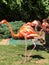 Tall colorful Caribbean flamingos at zoo