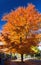 Tall Colorful Fall Tree Along City Street