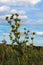 Tall Compass Plant on an Illinois prairie