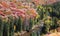 Tall Conifer trees by the Roaring Fork river in Colorado