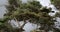 Tall coniferous trees against a gray overcast sky. Landscape