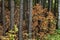 Tall coniferous trees with fall foliage