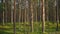 Tall coniferous trees and lush green grass grow in forest