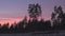 Tall coniferous trees silhouettes visible against pink purple evening sunset sky