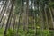 Tall conifers in a dense forest, view upwards of tree trunks, in the autumn season.