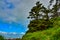 Tall conifers over the Pacific coast in Olympic National Park, Washington