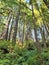 Tall conifers on slope studded with evergreen fern fronds