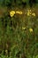 Tall Coreopsis  55831