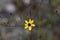 Tall Coreopsis aka Coreopsis tripteris in bloom