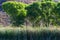 Tall cottonwood trees and marsh grasses grow alongside the lagoon in Dead Horse Ranch State Park