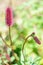 Tall Crimson Great Burnet Flower with Long Thin Stalks.