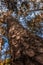 The tall curved tree with very shallow depth of field. The background has bokeh. Bark texture pattern