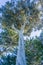 Tall cypress tree, Half Moon Bay, California